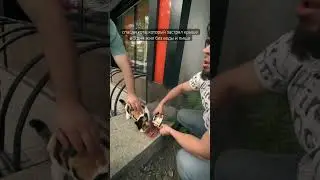 спасли кота, который застрял крыше и 3 дня жил без воды и пищи 