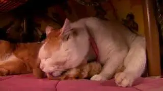 𝟭𝟬𝟬𝟯𝟭𝟬𝟬𝟭_ Уход В Котацу