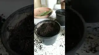 Ear bunny cactus propagation 