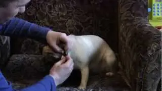 Мопс. Клейка ушей.wmv
