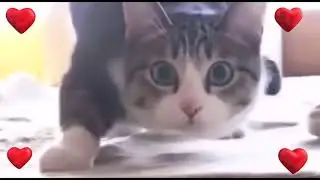 кот в марте