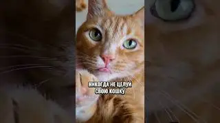 Никогда не целуй свою кошку 