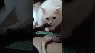 Котодомик. Когда привезли когтеточки