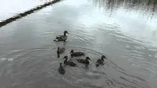 Уточка с выводком на озере. Опасно!