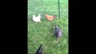 I love my chicks