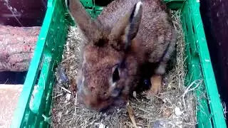 Part 2. Kindling outside the nest. Birth of the doe. What the rabbit breeder should do. Rabbits a...