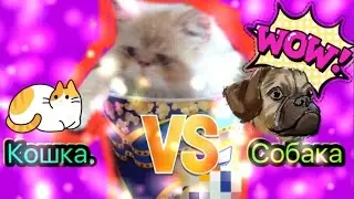 ШОК!!!😱встреча собаки и кошки.(прикол)