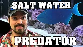 This fish has red teeth  New Predator fish