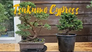 Tsukumo Cypress Vs Hinoki Cypress as Bonsai & Bonsai Soil Analysis