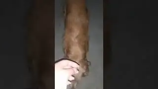 наш папа Тоша