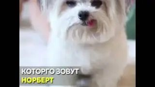 Собаки