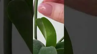 Spider mites on orchids 