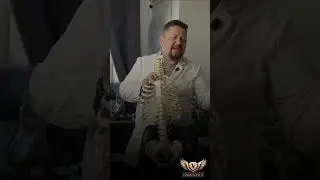 5 причин любой болезни #остеопатия