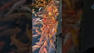 Cute and Scary😱😱 #goldfish #fish #scary