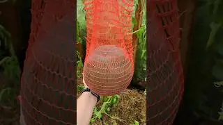 СТОИТ ЛИ ВЫРАЩИВАТЬ?