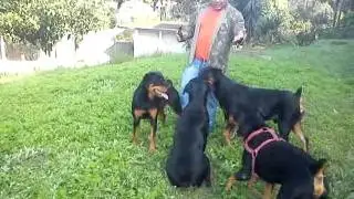 Rottweillers a Familia
