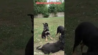 Shepherd puppy dog. Щенки немецкой овчарки. #puppy #puppydog #dog #dogs #shepherd #germanshepherd