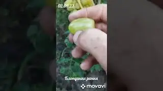 Блондинка рання
