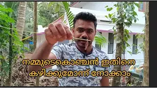 നമ്മുടെ കൊഞ്ചൻ ഇതിനെ കഴിക്കുമോ എന്ന് നോക്കാം/#SVthalasserycouple