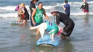 Paws-itively awesome! Surfing dogs make waves at iconic San Diego competition