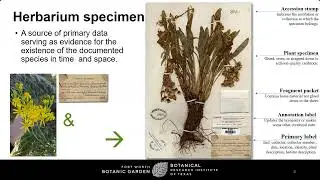 Wildlife Diversity Webinar Series | Digitizing Texas’ Botanical Legacy