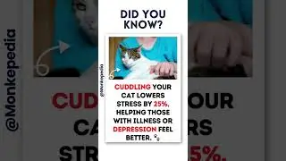 Feline Stress Buster 🐱💆_♂️| #didyouknow #amazing #facts #shorts #ytshorts  #CatTherapy #StressRelief