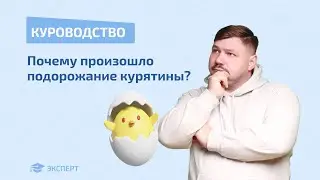 КУРОВОДСТВО | Почему произошло подорожание курятины? 🐔