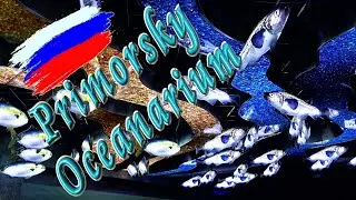 🐟 Primorsky Oceanarium (Vladivostok) / Приморский Океанариум (Владивосток)