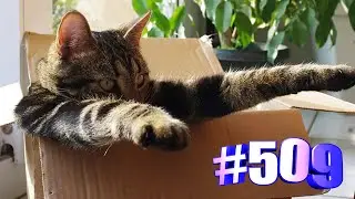 Коты и их любимые коробочки (часть 1)😍😘🐱