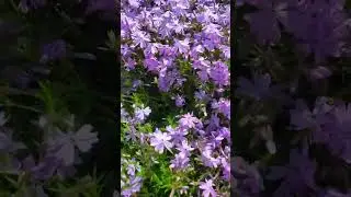 Крутой цветок в огороде 👍