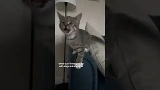 This cute kitten barks like a dog 😊 #shortsviral #animals #cute #catshorts #cats #kitten #shorts