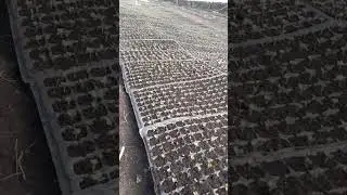 всходы капусты