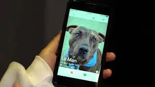 Senior Design - FluffyMates Mobile App Connects You to Your Next Fluffy Family Member