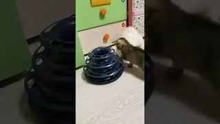 Шотландские и Британские котятки в продаже 89686112288.