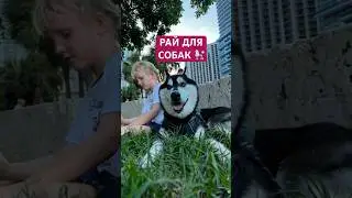 В Майями все для людей и не только🦮 