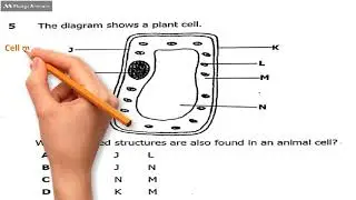 plant cell