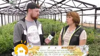 ТОП лучших сортов слив для Зауралья