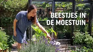 Beestjes in de moestuin | Floor Korte