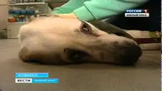 Алабай Даша Вести Южный Урал/Россия1 Южный Урал