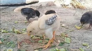 Lovely Hen Baby Chicks - Catch Millions of Cute Chickens