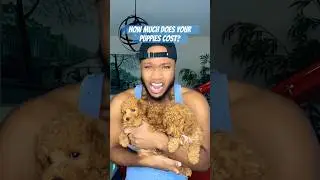 Plus tax #toypoodle #puppies #shorts #viral