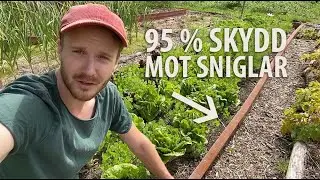 Jag tröttnade på sniglarna och gjorde detta. 95% effektivt!
