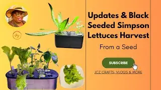 Updates on my Hydroponics Gardens 10/23/24