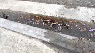 What Overwatering Looks Like In Long Beach