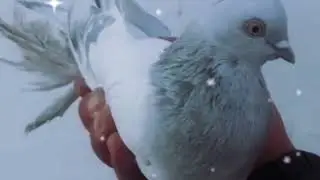Тошкент қуш  Каптар бозори