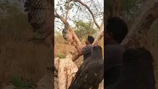 The Bravest Man catching Big Birds