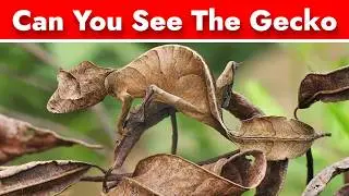Nobody Can Find All The Hidden Animals !!