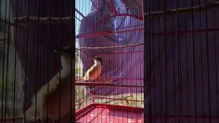 BURUNG CENDET BONDOL SUPER GACOR