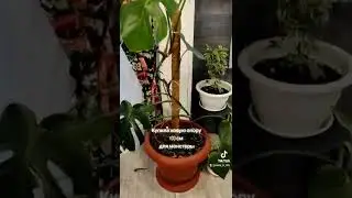 Опора для МОНСТЕРЫ 🌴