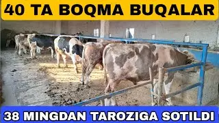 40 TA SIMENTAL BOQMA BUQALAR SOTILDI